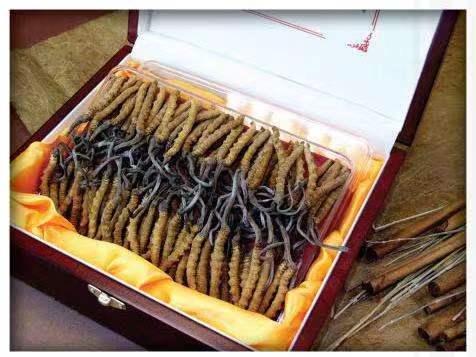 海棠湾镇冬虫夏草回收